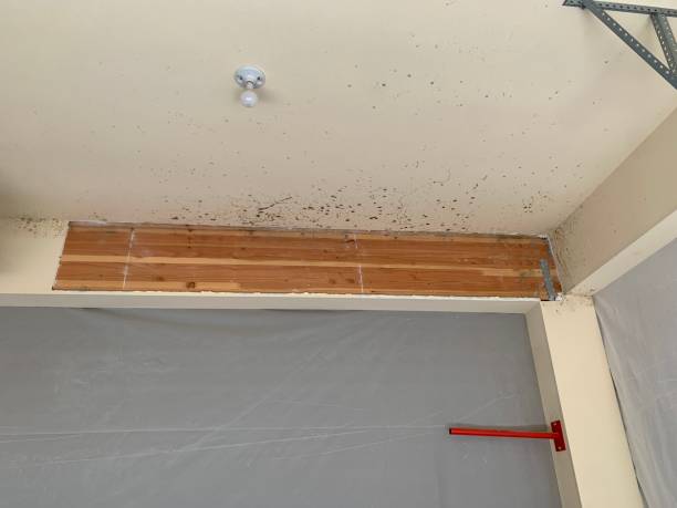 Mold Odor Removal Services in Lake Lorelei, OH